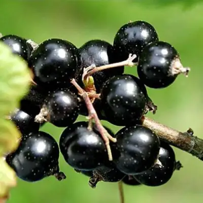 Смородина чёрная ЦЕРЕРА в Речице