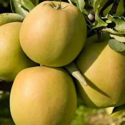 Яблоня МУТСУ в Речице