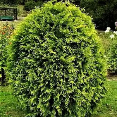 Туя ТИП ТОП западная в Речице