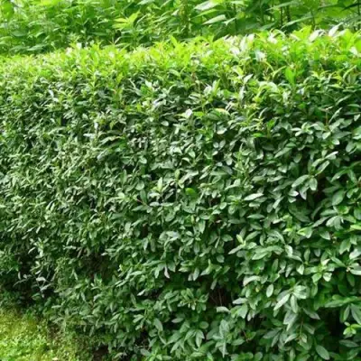 Бирючина обыкновенная в Речице