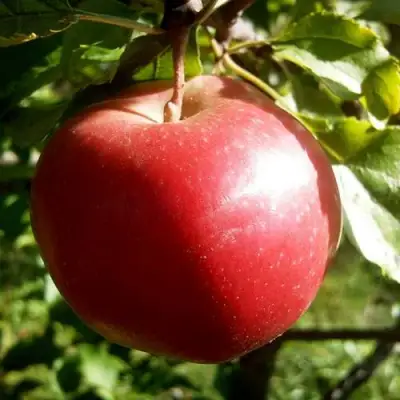 Яблоня НАСТЕНЬКА в Речице