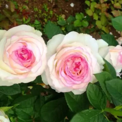 Роза ДОЛЬЧЕ ВИТА чайно-гибридная в Речице