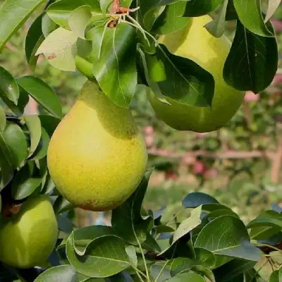 Груша ДОБРЯНКА в Речице
