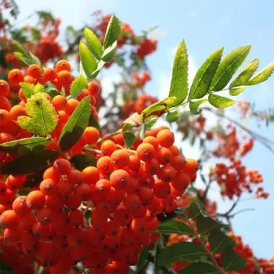 Рябина ВЕФЕД сладкоплодная в Речице