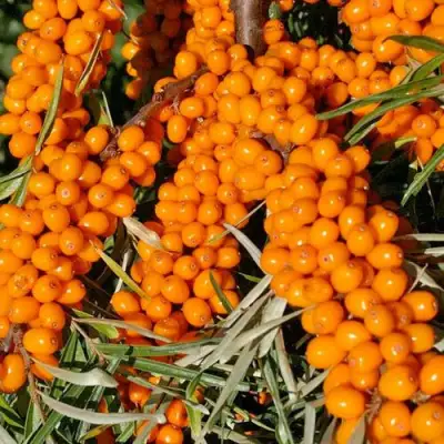 Облепиха ЕЛИЗАВЕТА в Речице