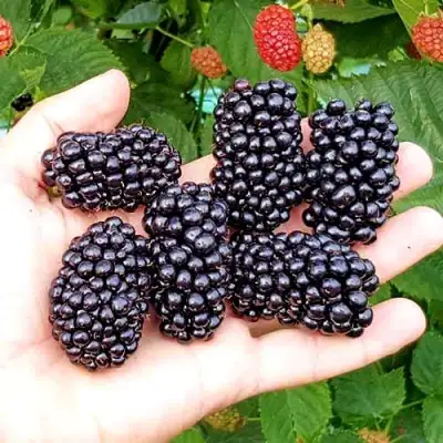 Ежевика ОУАЧИТА бесшипная  в Речице