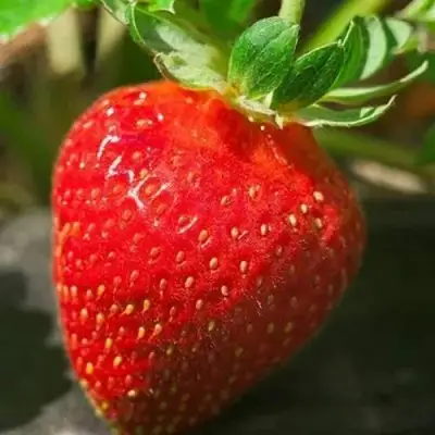 Клубника АЛЬБА в Речице