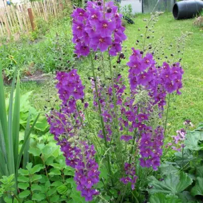 Коровяк ВИОЛЕТТА (вербаскум) в Речице