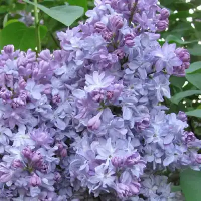 Сирень НЕБО МОСКВЫ в Речице