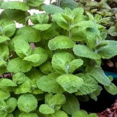 Мята яблочная в Речице