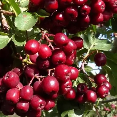 Рябина ГРАНАТНАЯ сладкоплодная в Речице