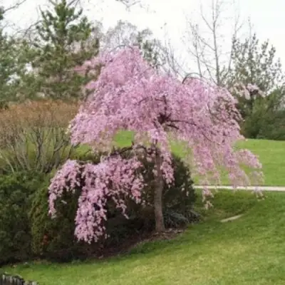 Сакура КИКУ ШИДАРЕ в Речице