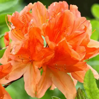 Азалия ГЕЙША ОРАНЖ японская в Речице