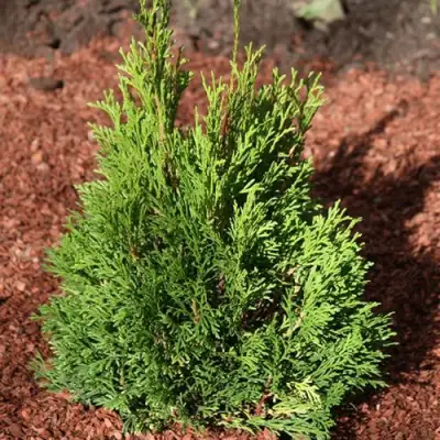 Туя МИКИ западная в Речице