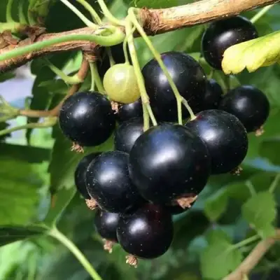 Смородина чёрная ДАБРАДЗЕЯ в Речице