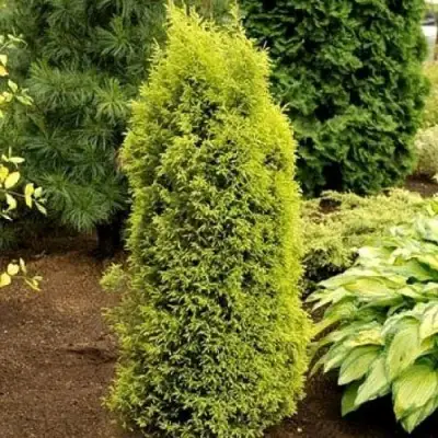 Можжевельник ГОЛД КОН обыкновенный в Речице