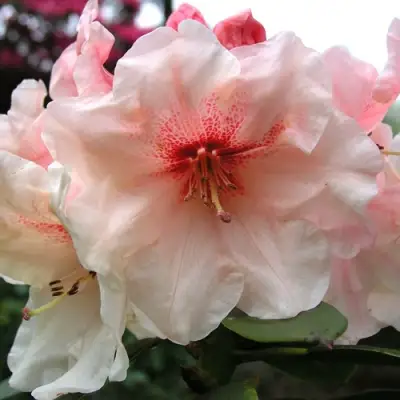 Рододендрон ХАНЯ	 в Речице