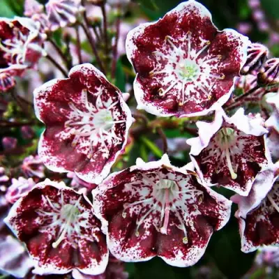 Кальмия БЛЕК ЛЕЙБЛ  в Речице