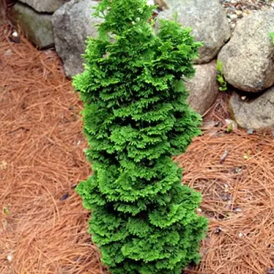 Туя СПИРАЛИС МИНИ западная в Речице