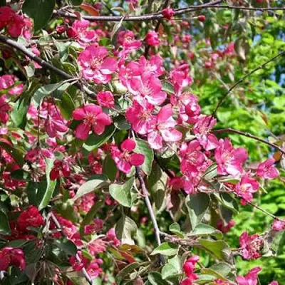 Яблоня КИТАЙКА ДОЛГО декоративная в Речице