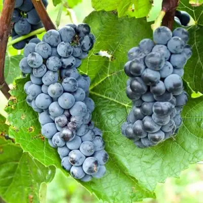 Виноград ВЭЛИАНТ в Речице