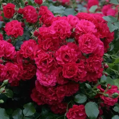 Роза РАДОСТЬ САДОВНИКА (ГАРТЕН ФРОЙДЕ) почвопокровная в Речице