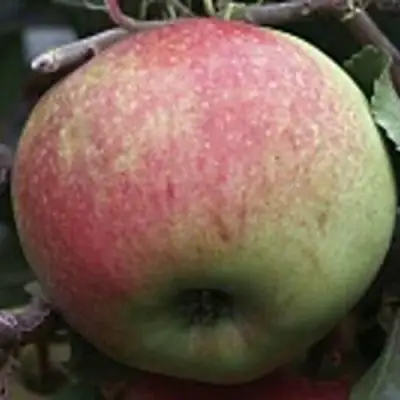 Яблоня СОКОЛОВСКОЕ стелющаяся в Речице