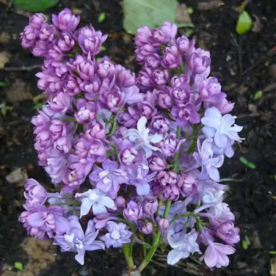 Сирень НАДЕЖДА в Речице