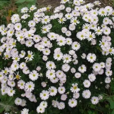 Астра ВАЙС многолетняя в Речице