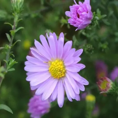 Астра СТРОУБЕРРИ ЭНД КРИМ новобельгийская в Речице