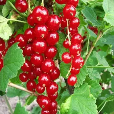Смородина красная ФЕРТОДИ в Речице