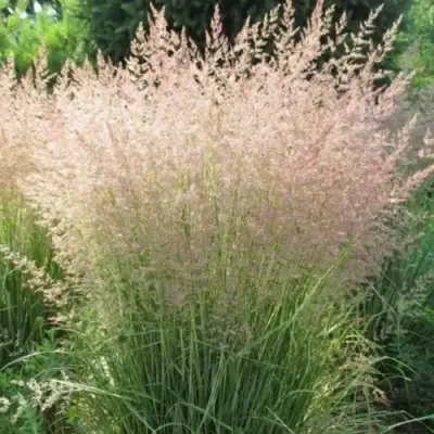 Вейник ОВЕРДАМ остроцветковый в Речице