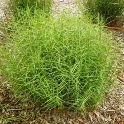 Осока ПАЛЬМОЛИСТНАЯ в Речице