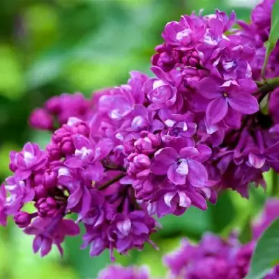 Сирень ОГНИ ДОНБАССА в Речице