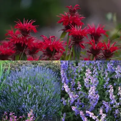 Комплект АРОМАТНЫЙ ЧАЙ в Речице