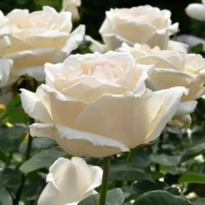 Роза БОИНГ чайно-гибридная в Речице