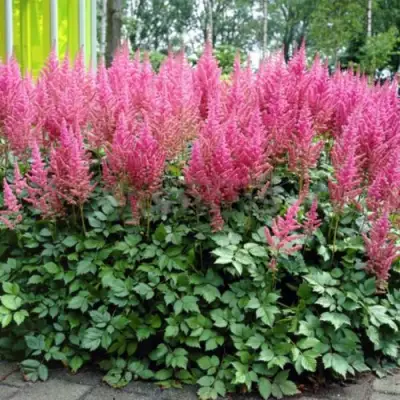 Астильба ВИЖНС ИН ПИНК китайская в Речице