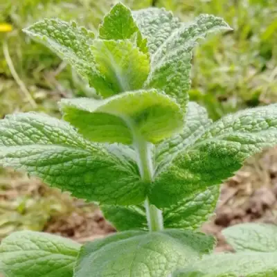 Мята яблочная в Речице