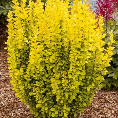 Барбарис ГОЛДЕН ТОРЧ тунберга в Речице