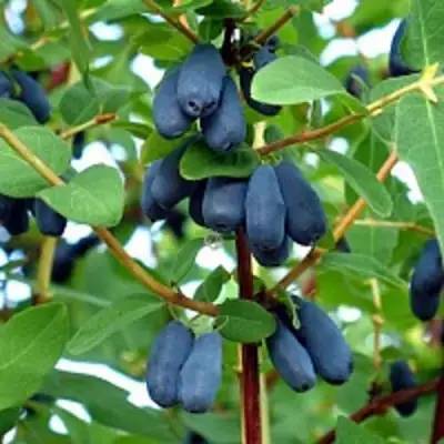 Жимолость съедобная АМФОРА в Речице