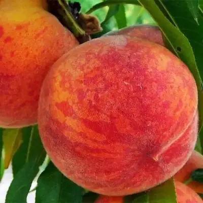 Персик ЗОЛОТОЙ ЮБИЛЕЙ в Речице