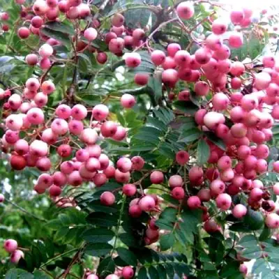 Рябина COREAL сладкоплодная  в Речице