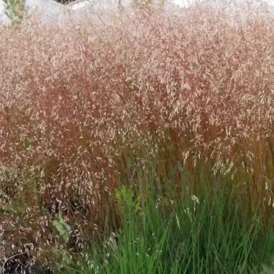 Щучка извилистая в Речице