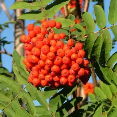 Рябина САХАРНАЯ ПЕТРОВА сладкоплодная в Речице