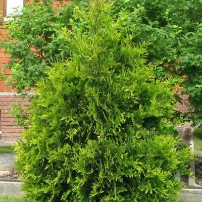 Туя АНЯ (АНИЕ) западная в Речице