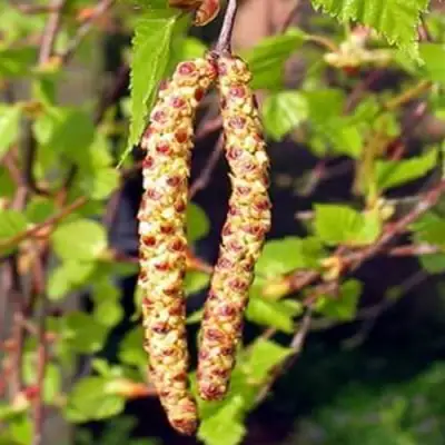 Береза бородавчатая в Речице