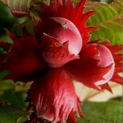 Фундук БАГРЯНЕЦ в Речице