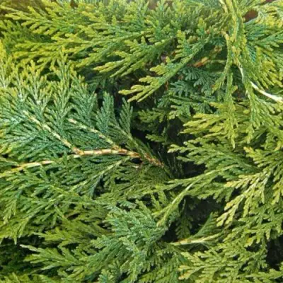 Кипарисовик ЭЛВУДИ ЭМПАЙР лавсона в Речице