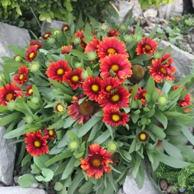 Гайлардия АРИЗОНА РЕД ШЕЙДС в Речице