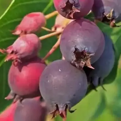 Ирга MANDAN в Речице